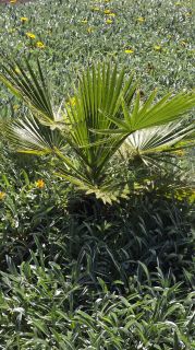 GC-Parque Botanico de Maspalomas 2025-073.jpg